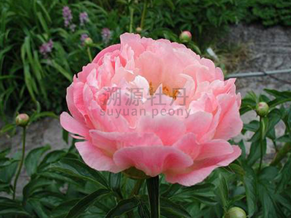 芍藥進(jìn)口品種-落日珊瑚