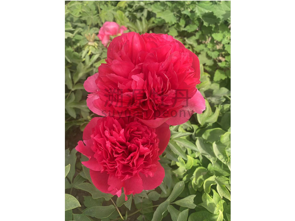 芍藥進(jìn)口品種-御前表演