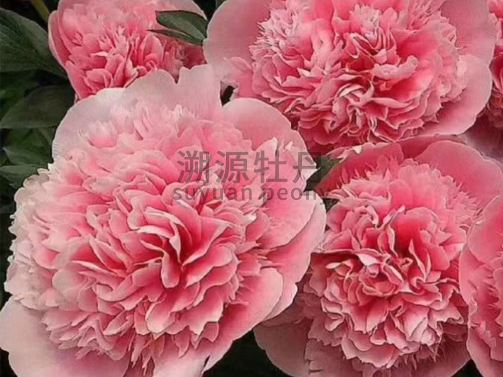 芍藥進(jìn)口品種-三文魚(yú)