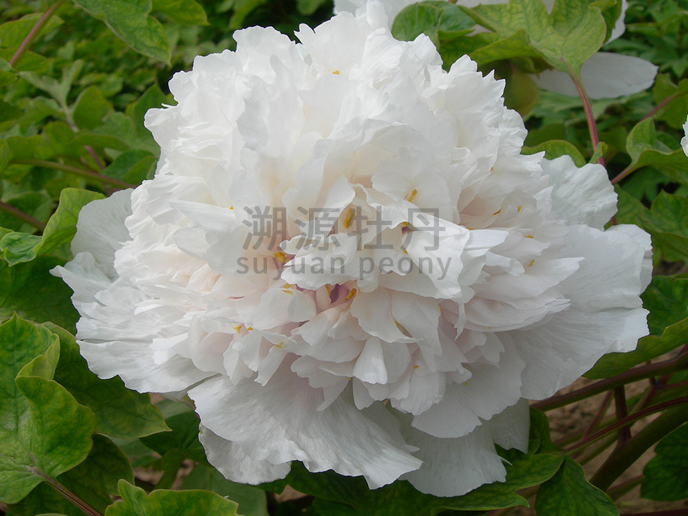 牡丹白色系-水晶白