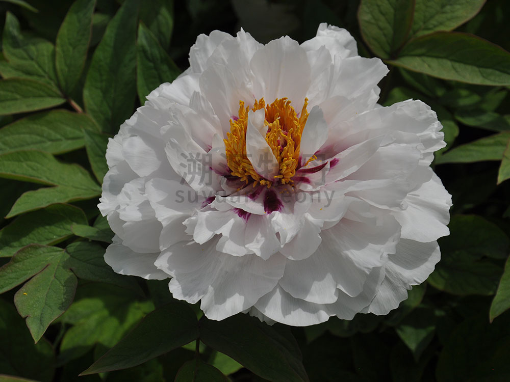 牡丹白色系-月宮燭光