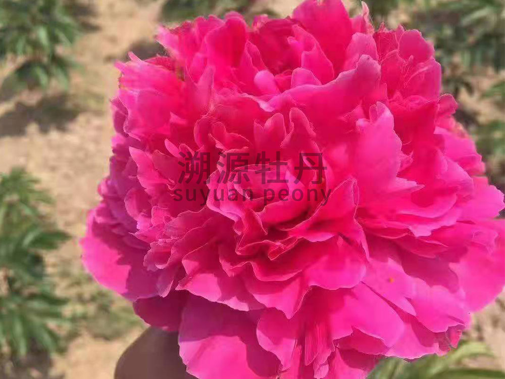  芍藥紅色系-紅峰
