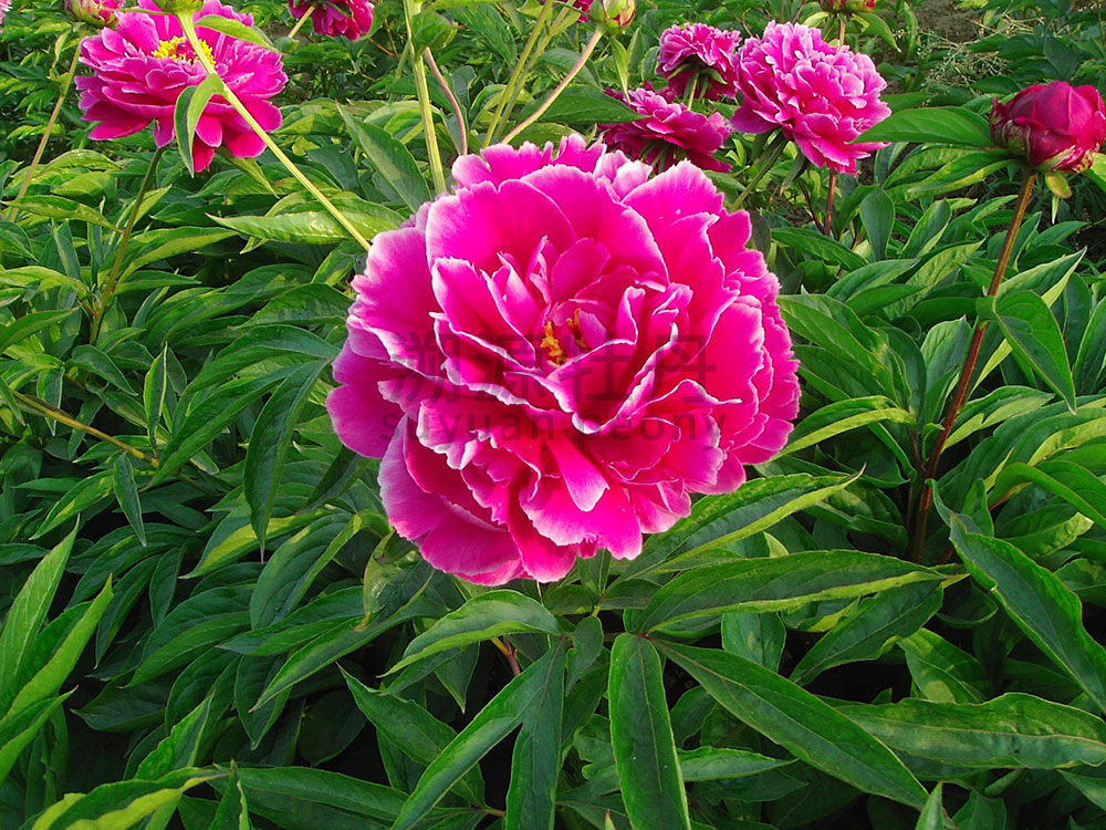  芍藥紅色系-紅茶花