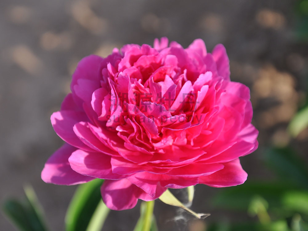  芍藥紅色系-大富貴