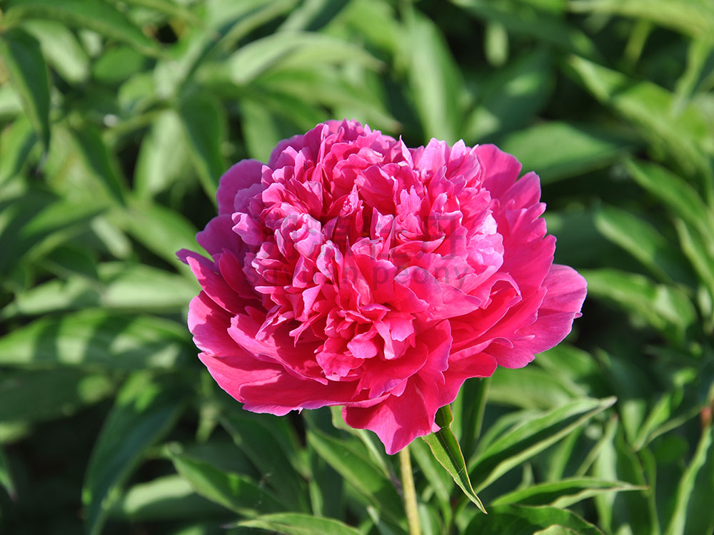  芍藥紅色系-紅繡球