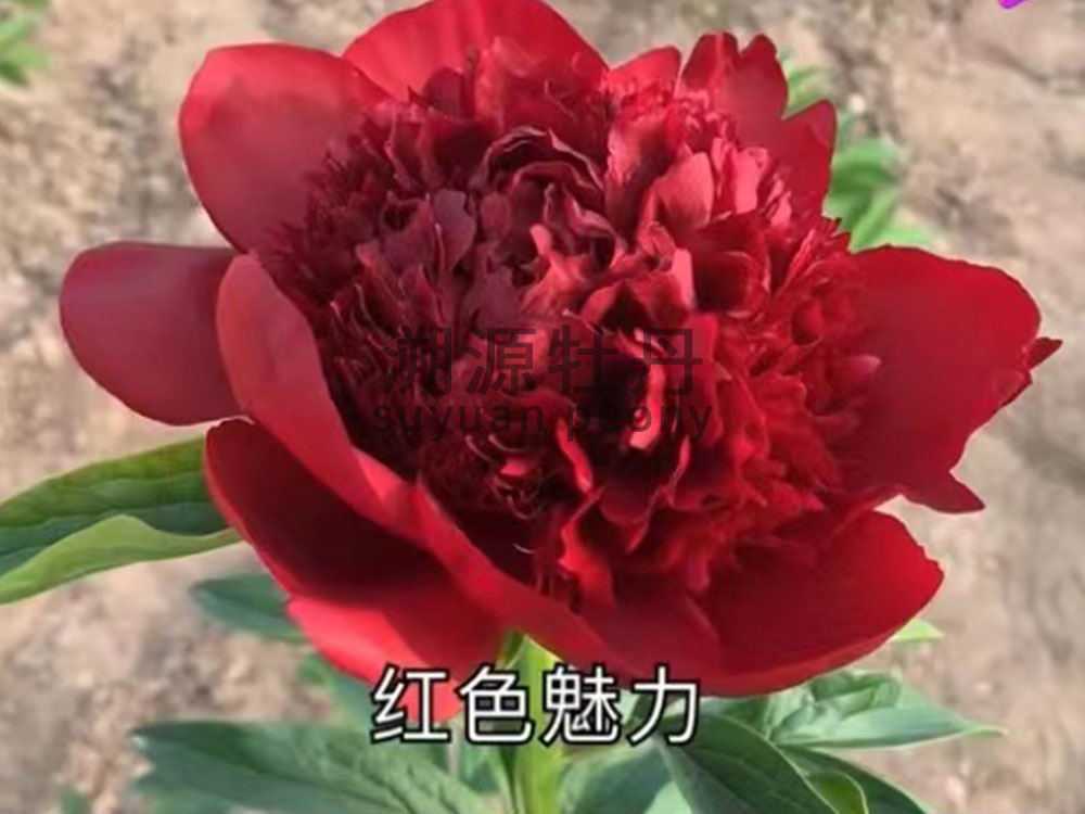  芍藥紅色系-紅色魅力