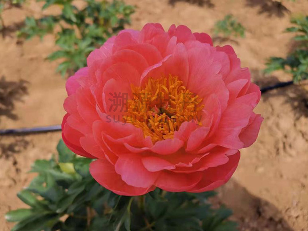  芍藥紅色系-落日珊瑚