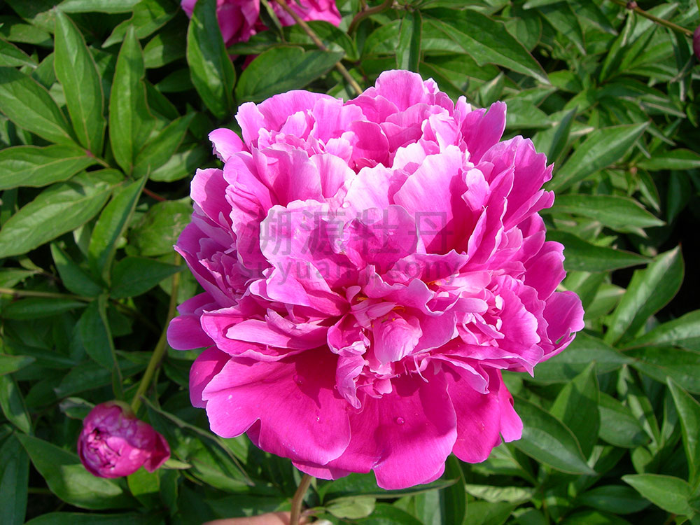  芍藥紅色系-紅艷飛霜