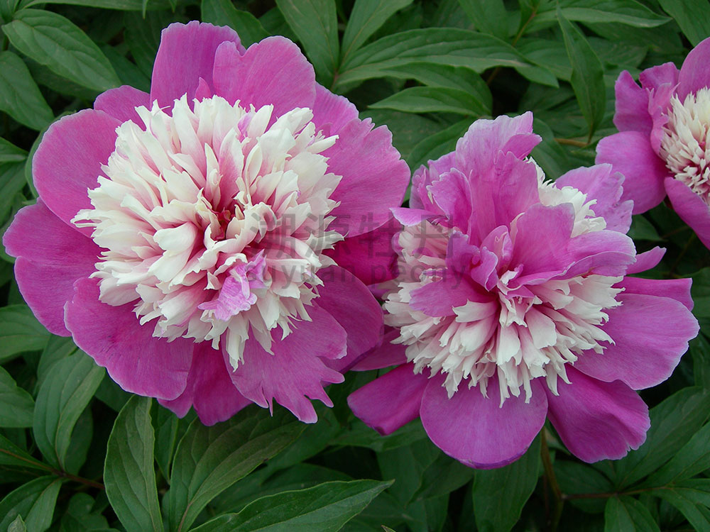  芍藥紅色系-奇花露霜