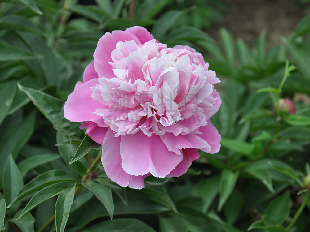  芍藥復色系-春曉