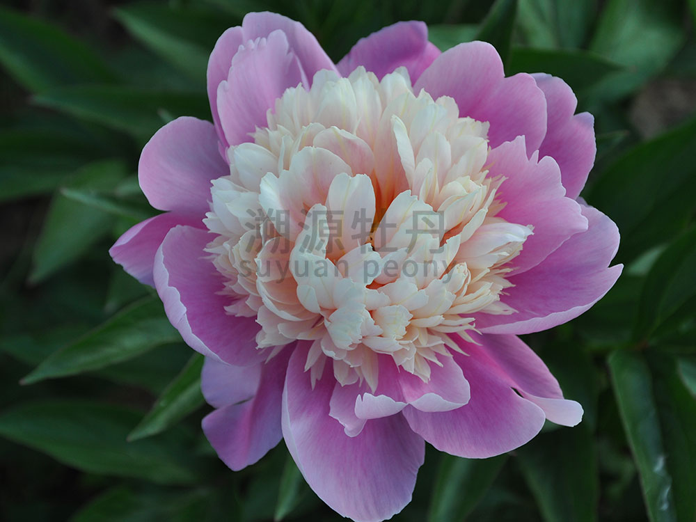  芍藥復色系-蓮臺