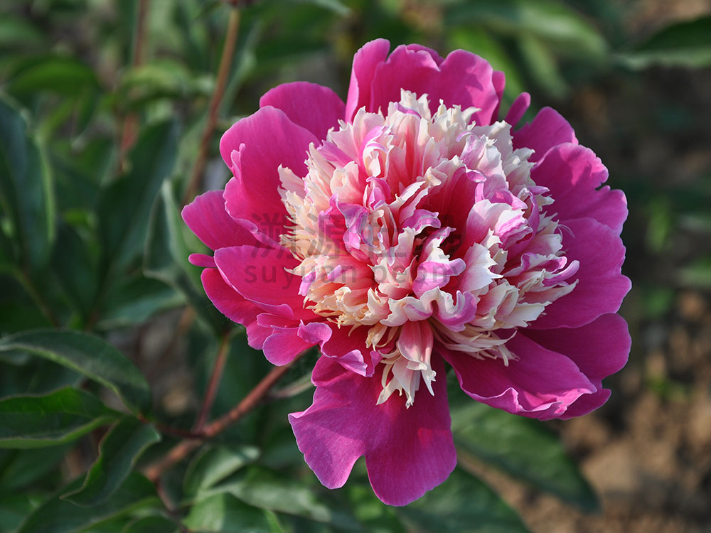  芍藥復色系-絢麗多彩