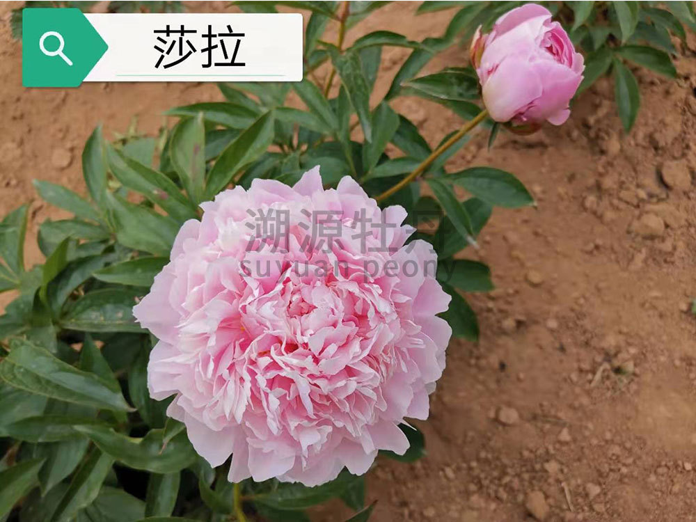  芍藥粉色系-莎拉