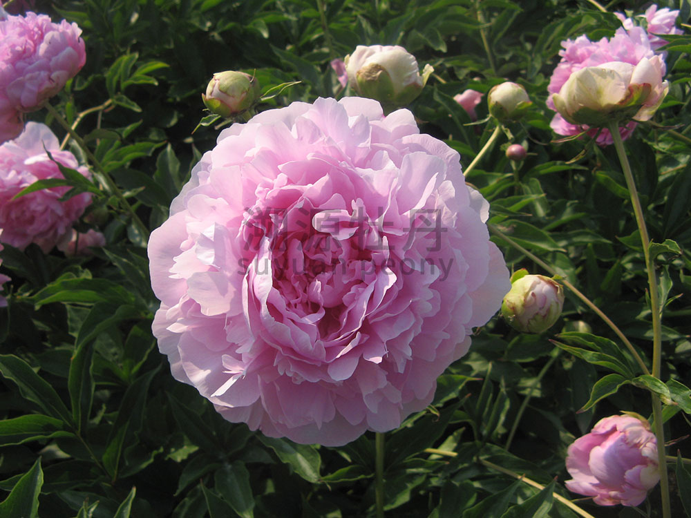  芍藥粉色系-晴雯