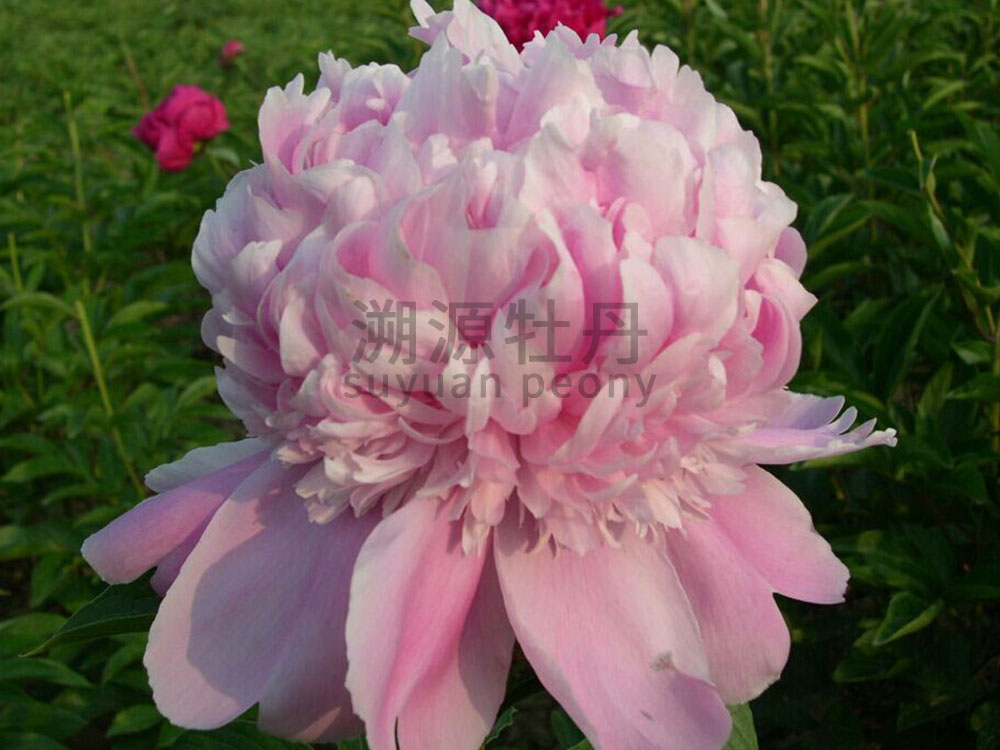  芍藥粉色系-藍(lán)富士