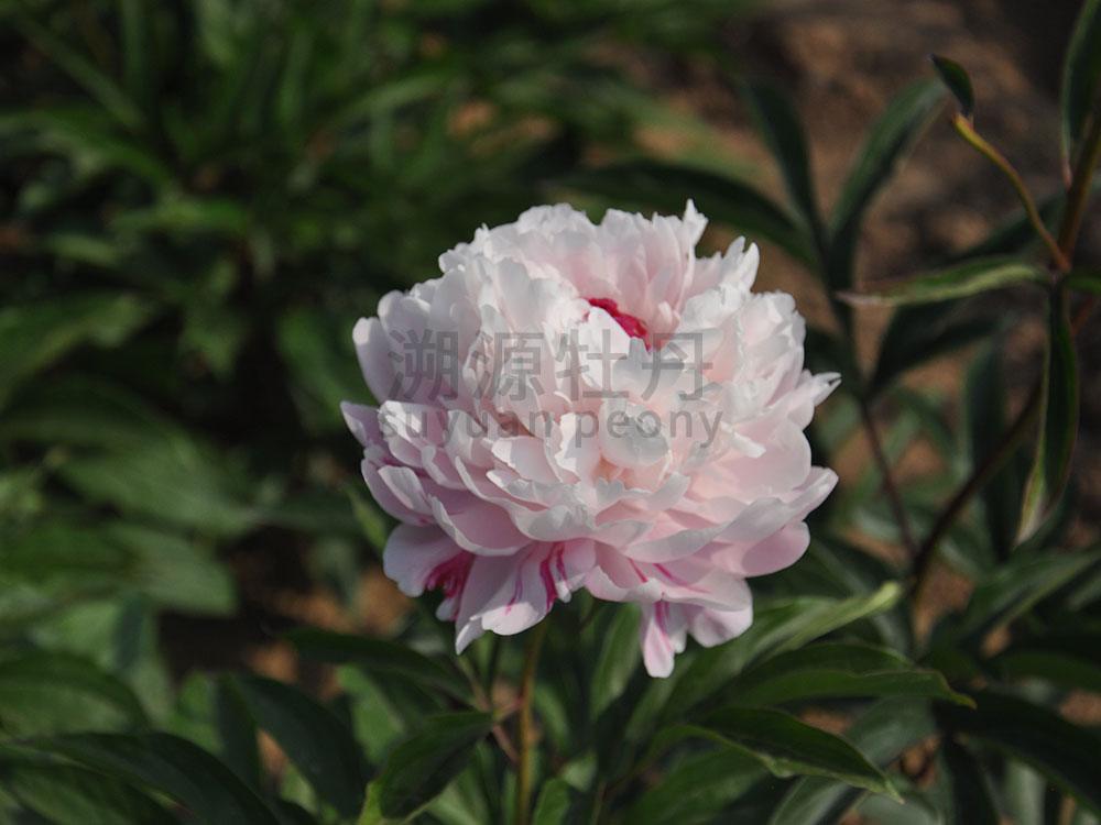  芍藥粉色系-粉池金魚