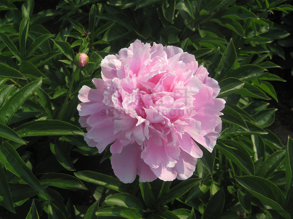  芍藥粉色系-桃花飛雪