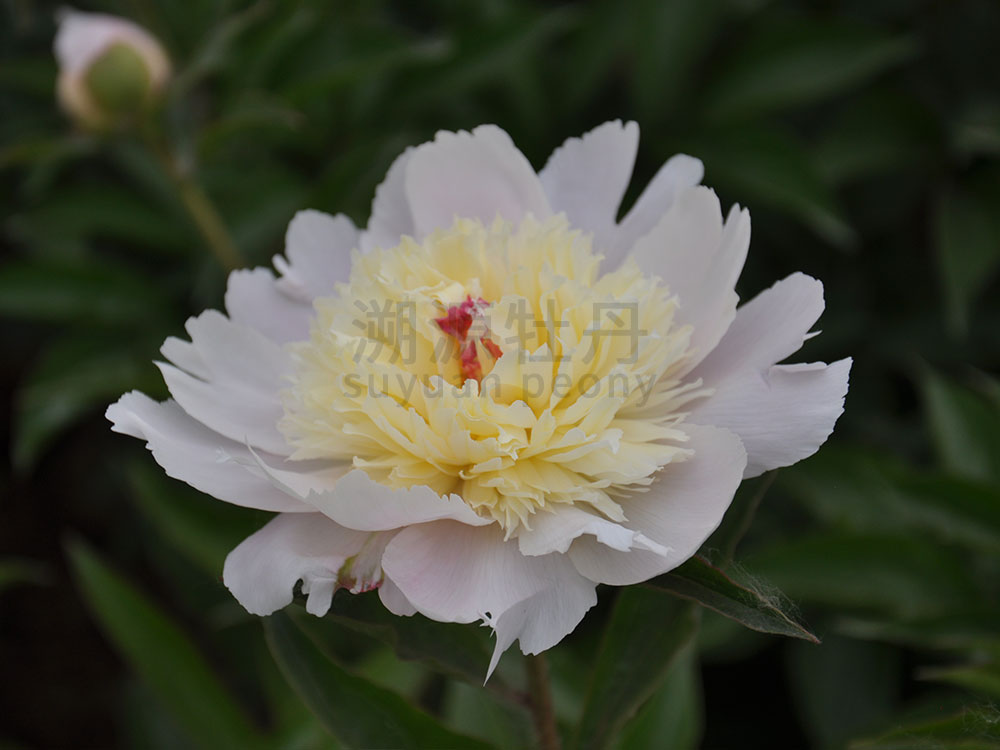  芍藥白色系-鳳羽落金池