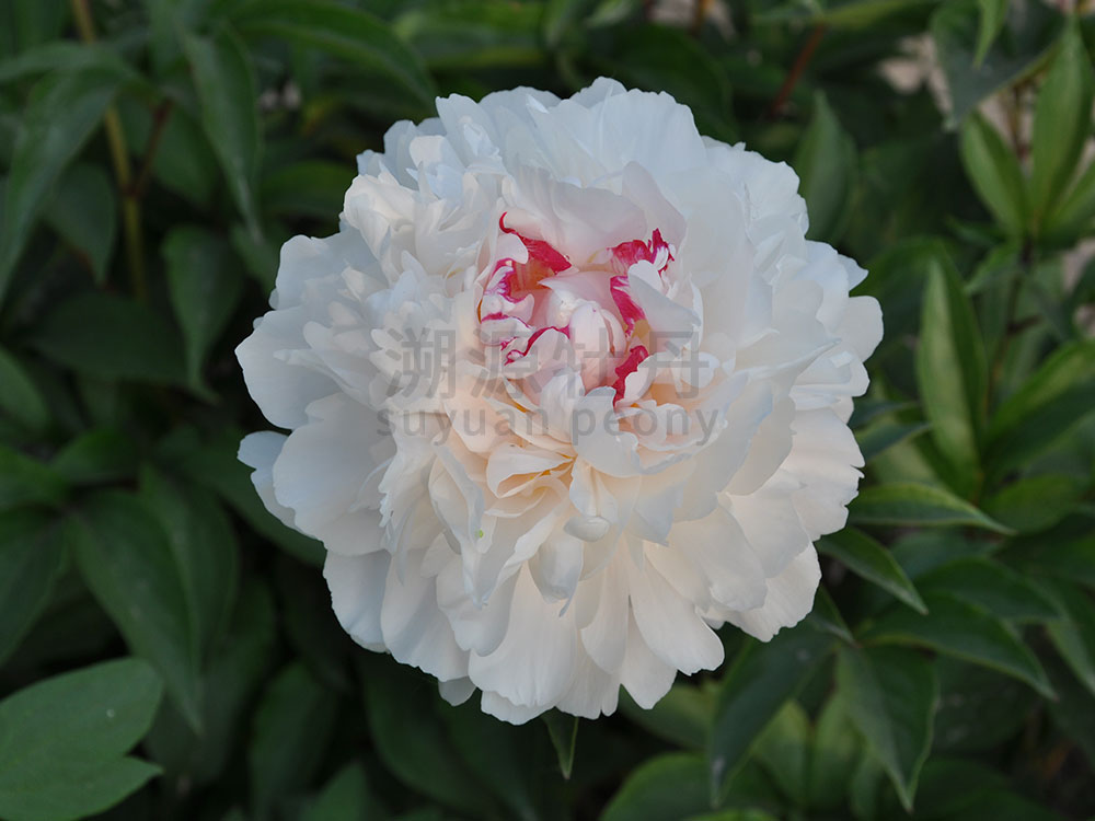 芍藥白色系-雪原紅星