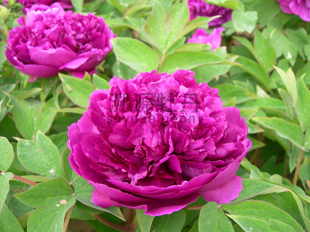  牡丹紫色系-百圓紅霞