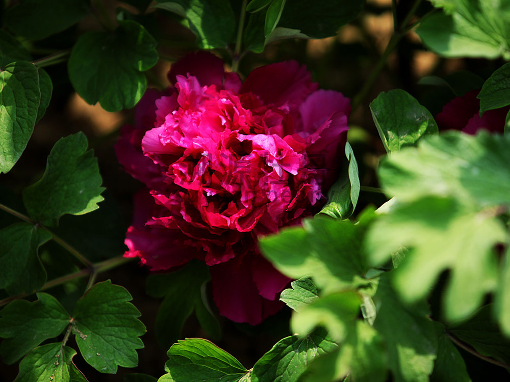  牡丹紫色系-藏枝紅