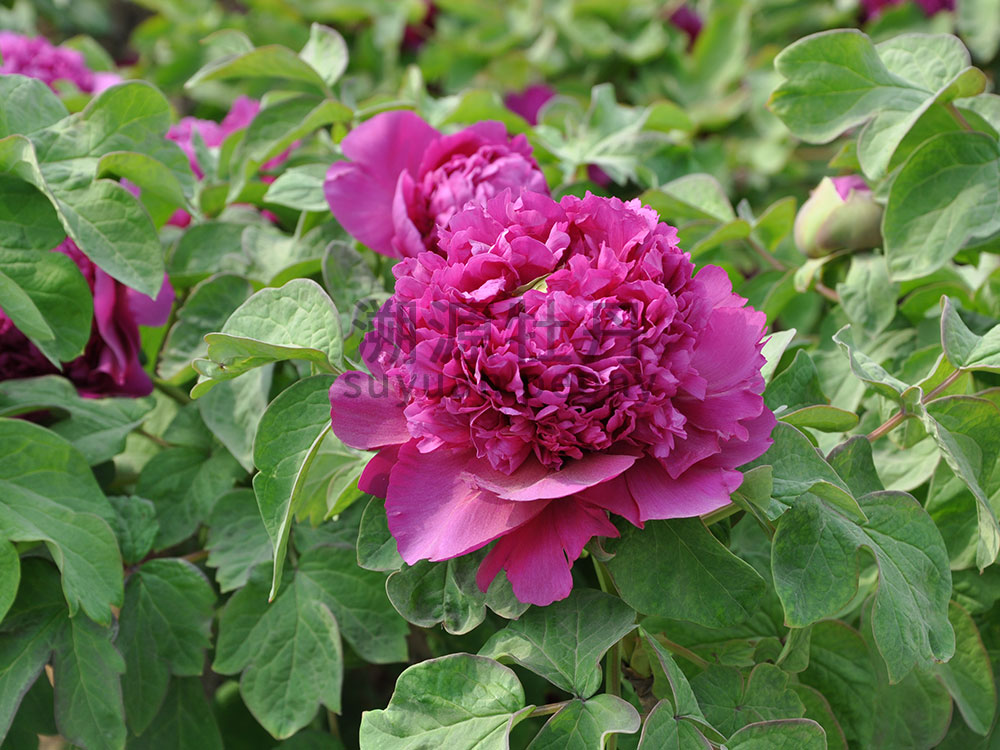  牡丹紫色系-首案紅