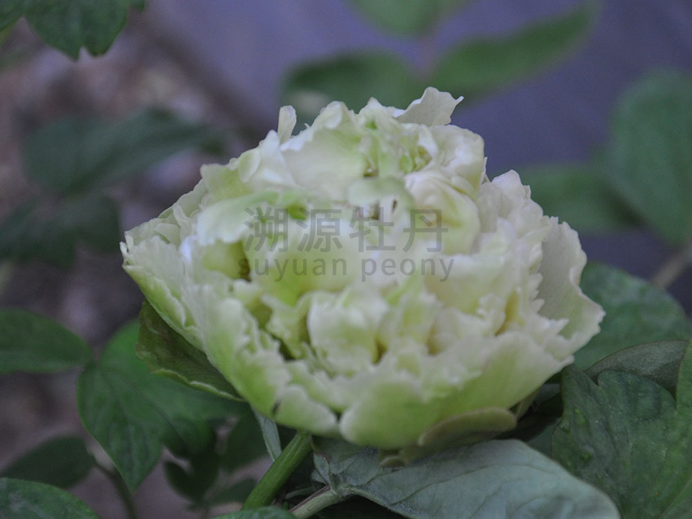 牡丹綠色系--豆綠