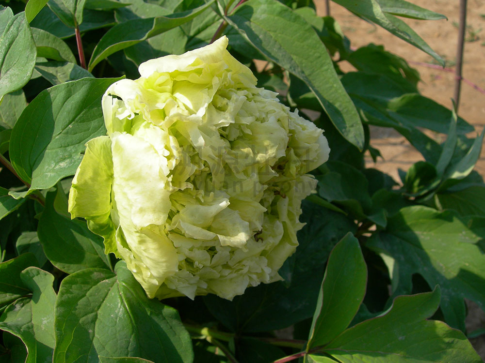 牡丹綠色系-綠幕隱玉