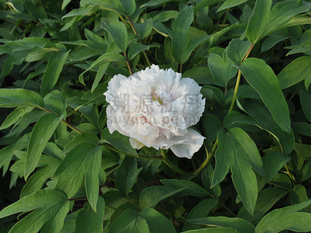 牡丹綠色系-綠幕隱玉