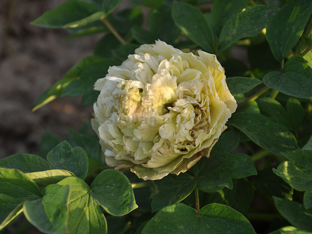 牡丹綠色系-豆綠