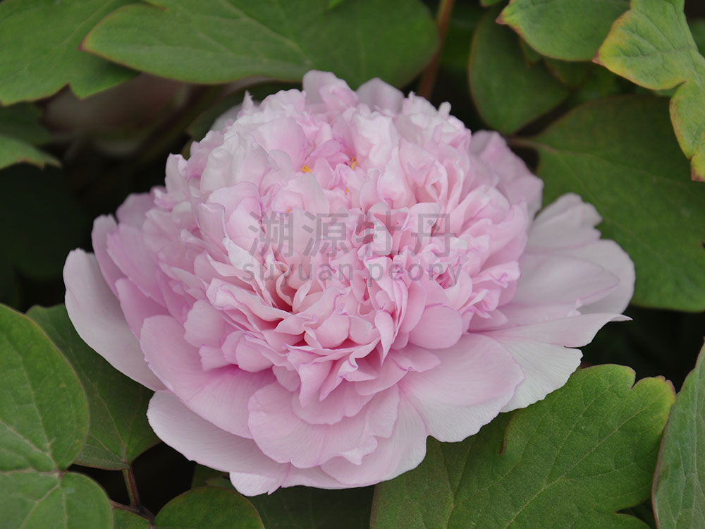 牡丹藍(lán)色系-藍(lán)田玉