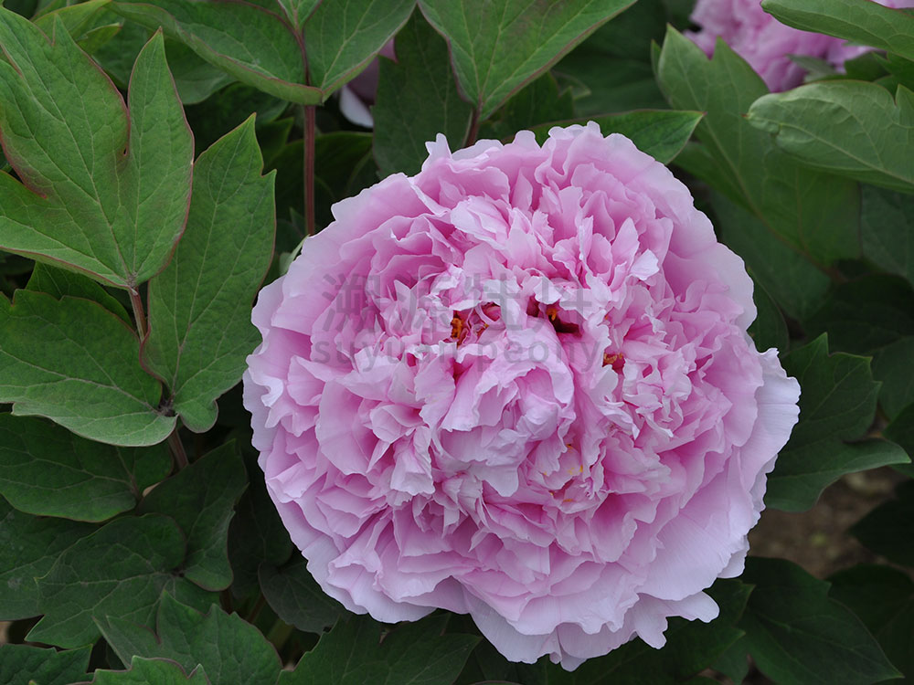 牡丹藍(lán)色系-葵花湛露