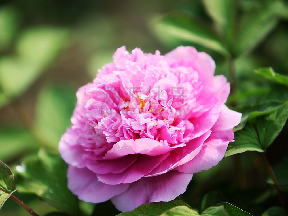 牡丹藍(lán)色系-彩繪