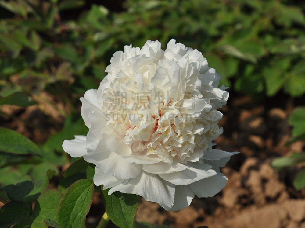 牡丹黃色系-黃翠羽