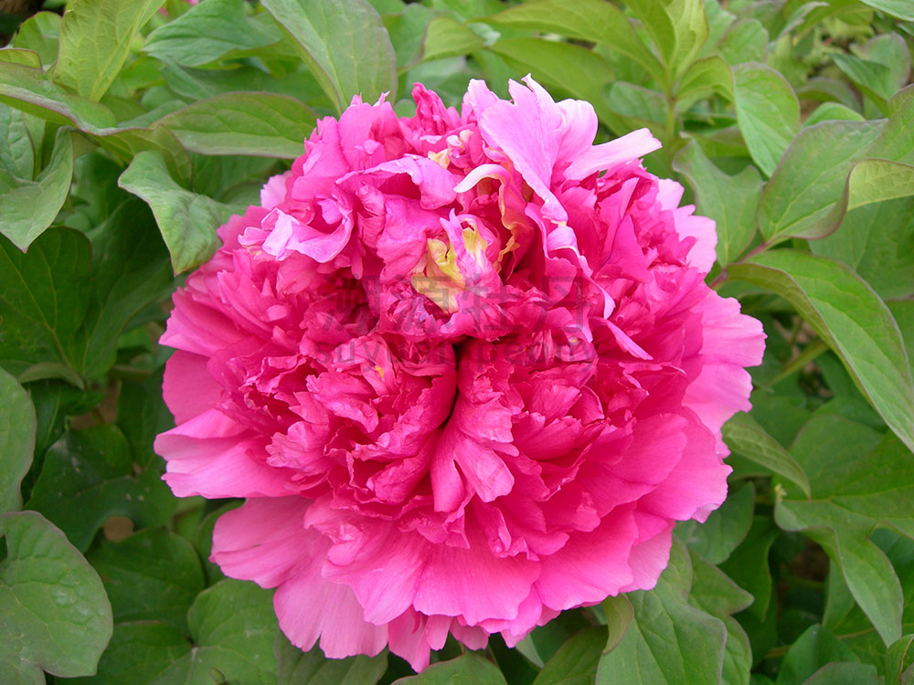 牡丹紅色系-卷葉紅