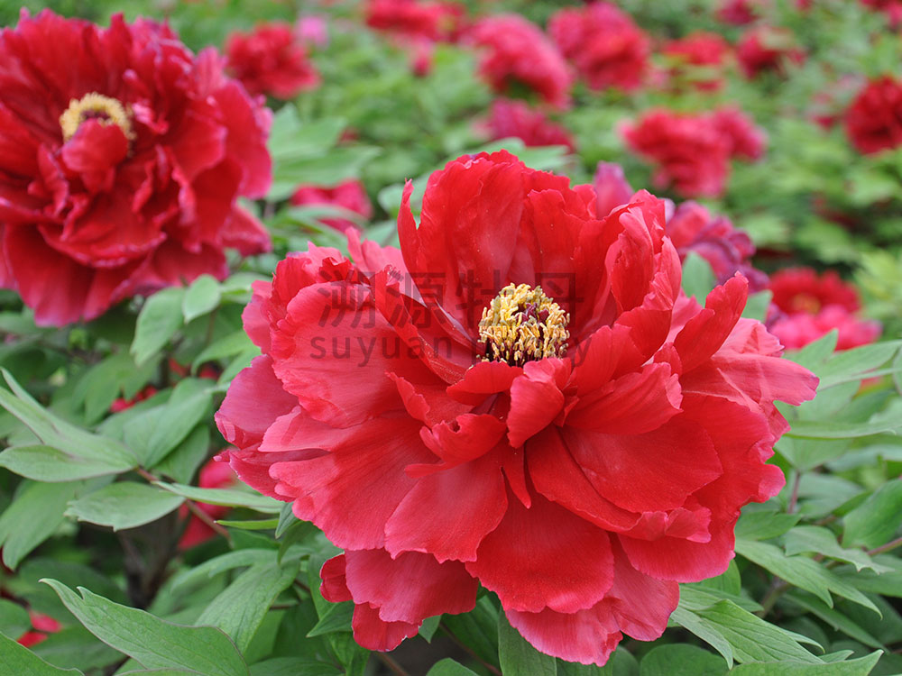 牡丹紅色系-芳紀(jì)