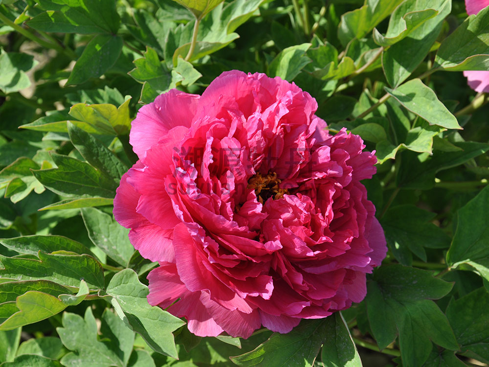 牡丹紅色系-紅寶石