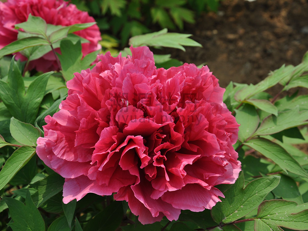 牡丹紅色系-花王