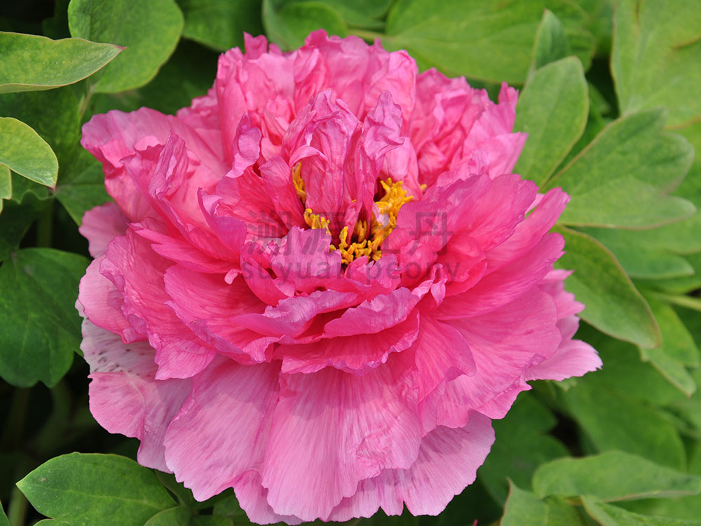 牡丹紅色系-十八號(hào)