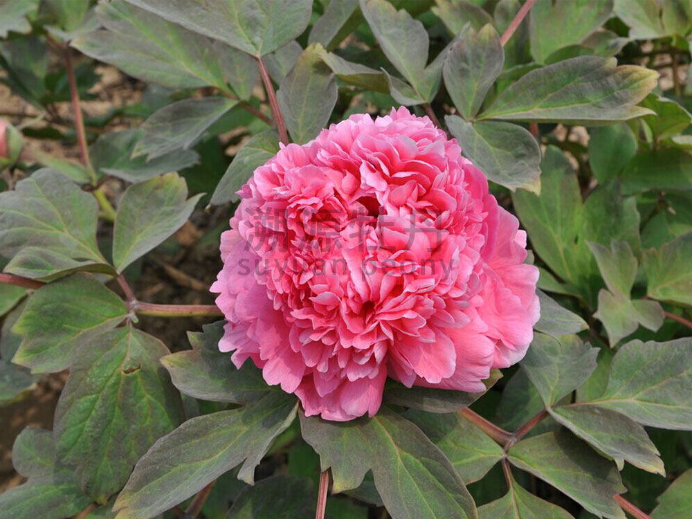 牡丹紅色系-大胡紅