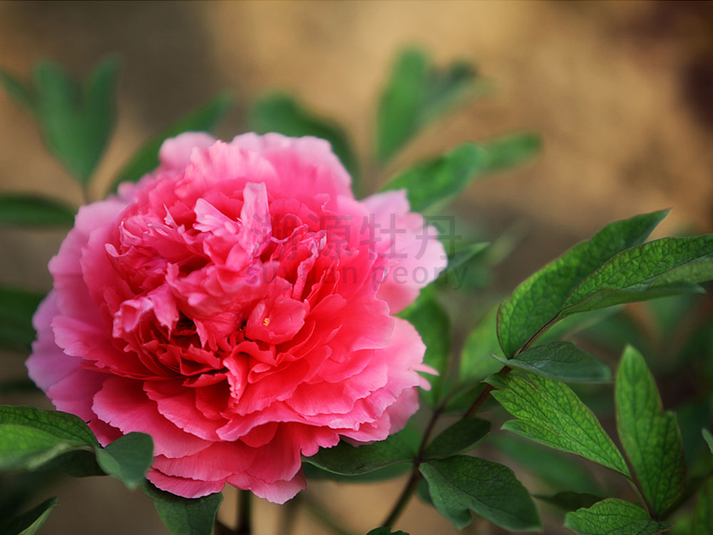 牡丹紅色系-珊瑚臺(tái)