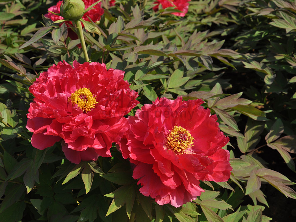 牡丹紅色系-太陽(yáng)