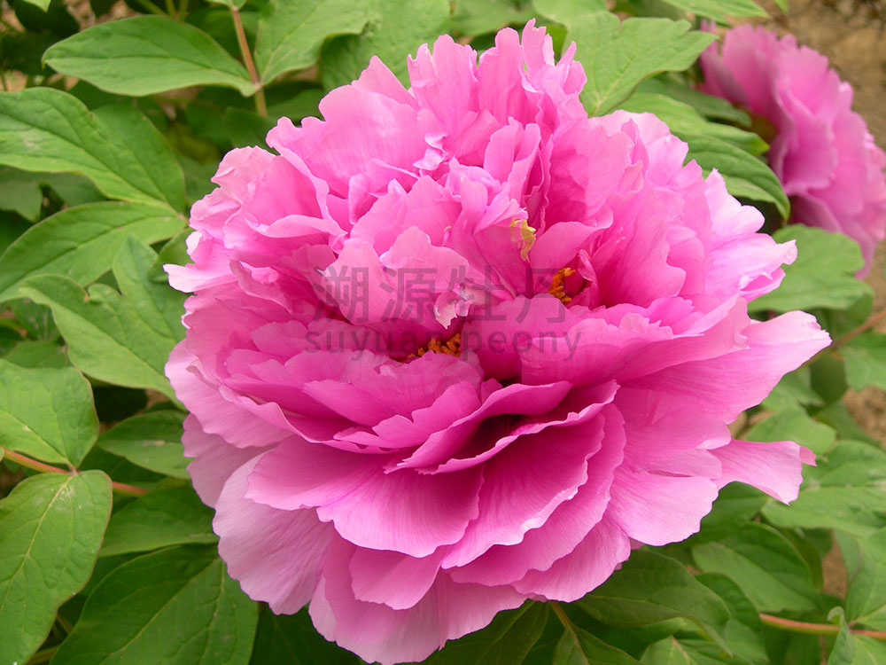 牡丹紅色系-俊艷紅