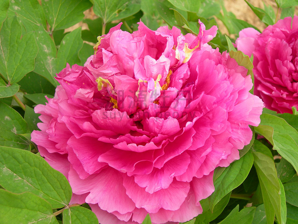 牡丹紅色系-魯菏紅