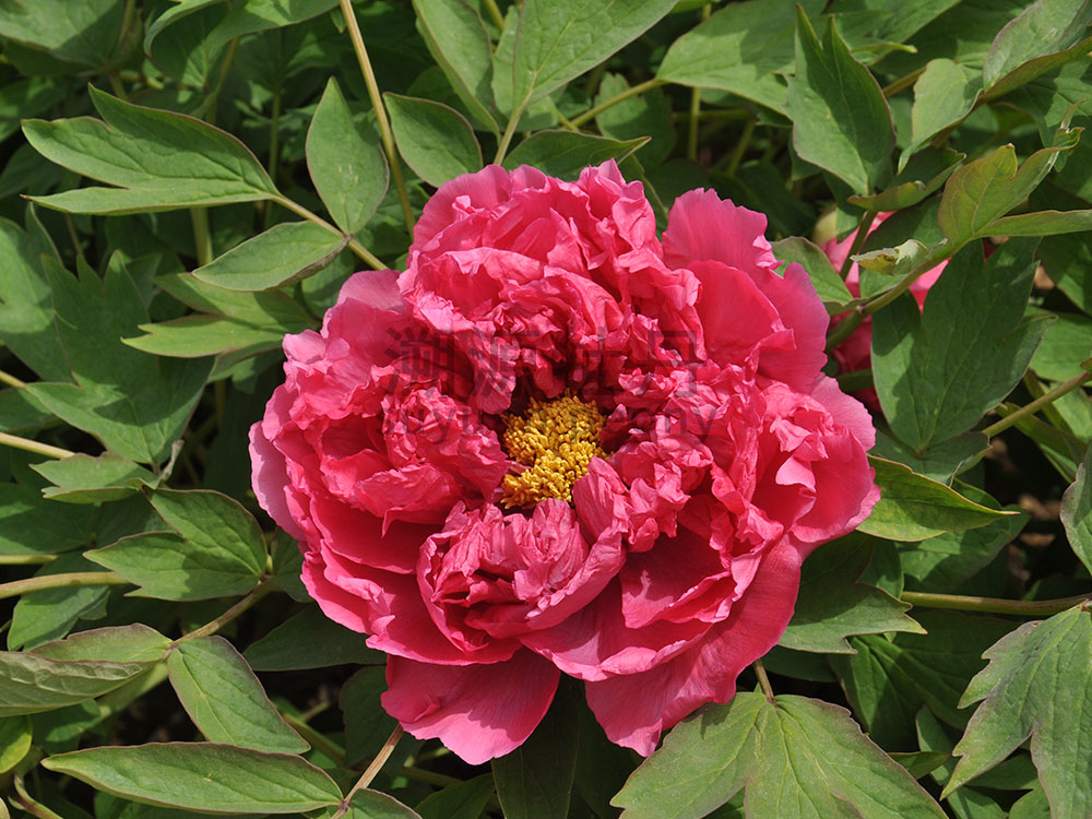 牡丹紅色系-虞姬艷裝