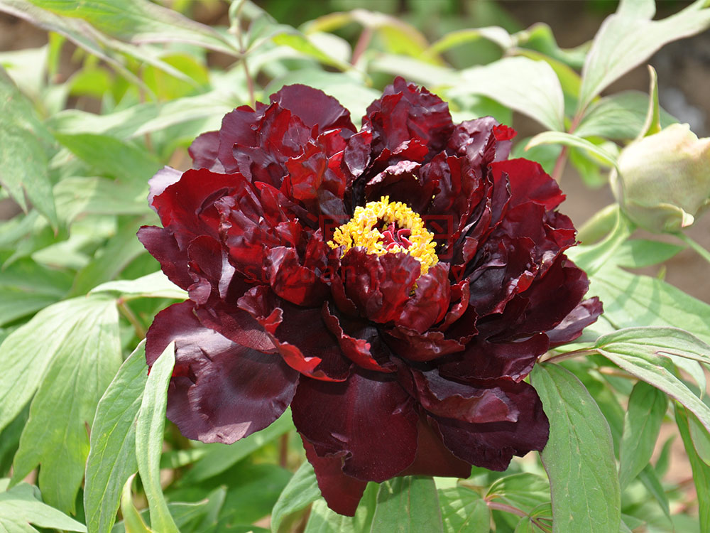 牡丹黑色系-初烏