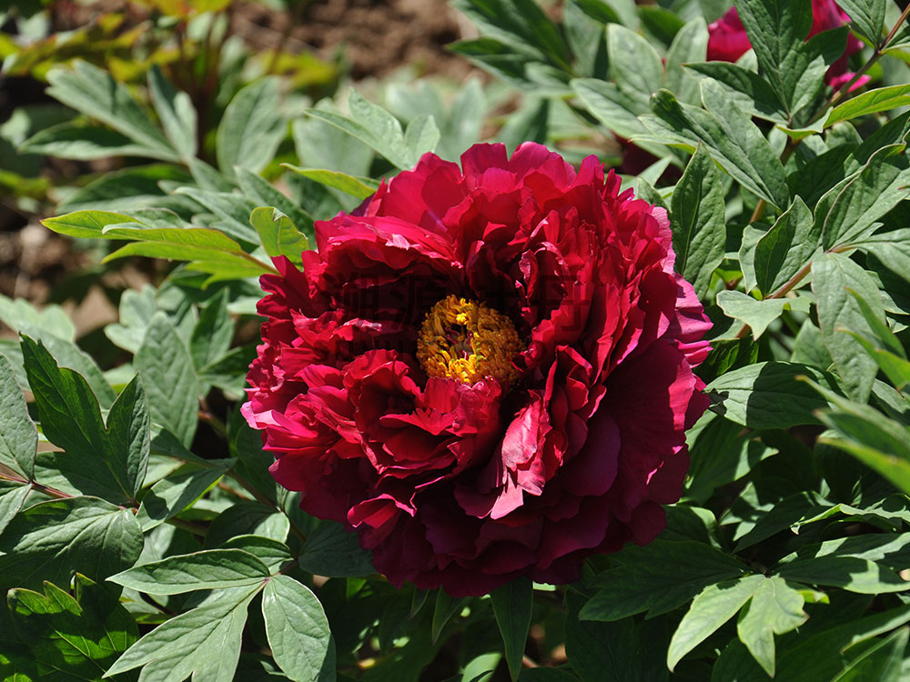 牡丹黑色系-墨潤(rùn)絕倫