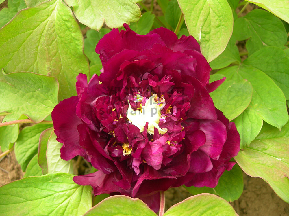 牡丹黑色系-青龍臥墨池