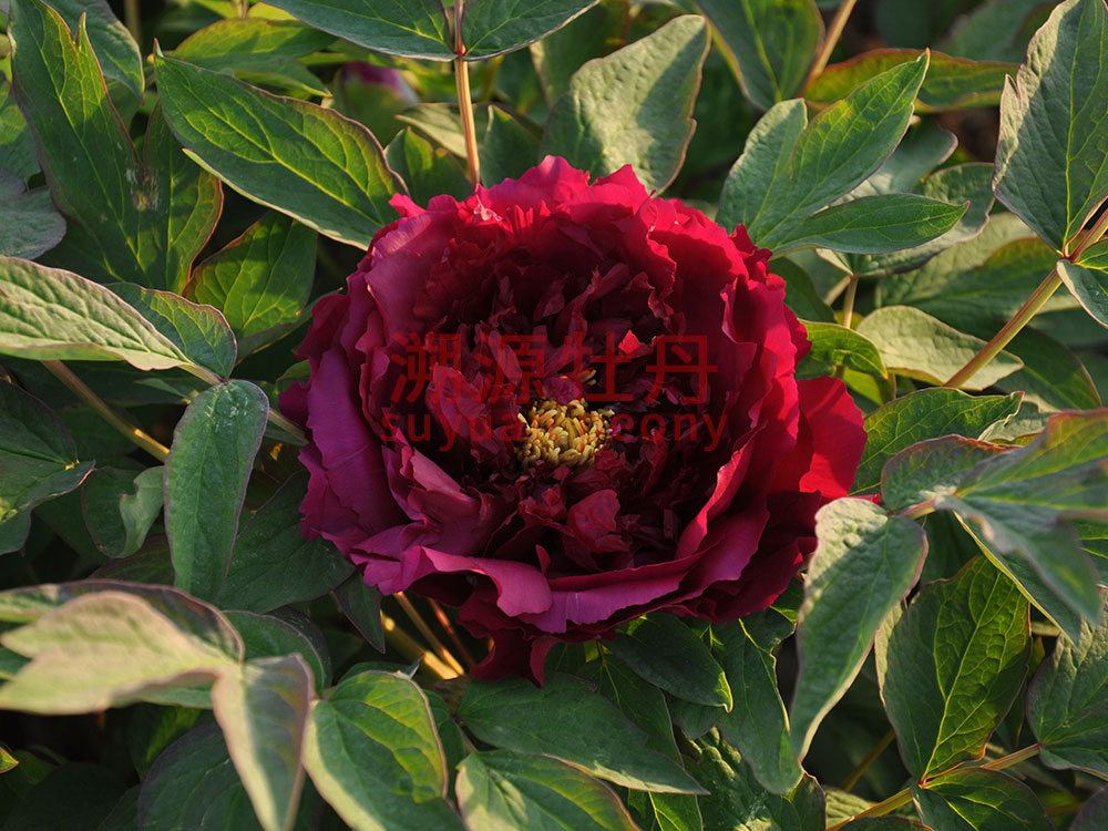 牡丹黑色系-烏龍耀輝