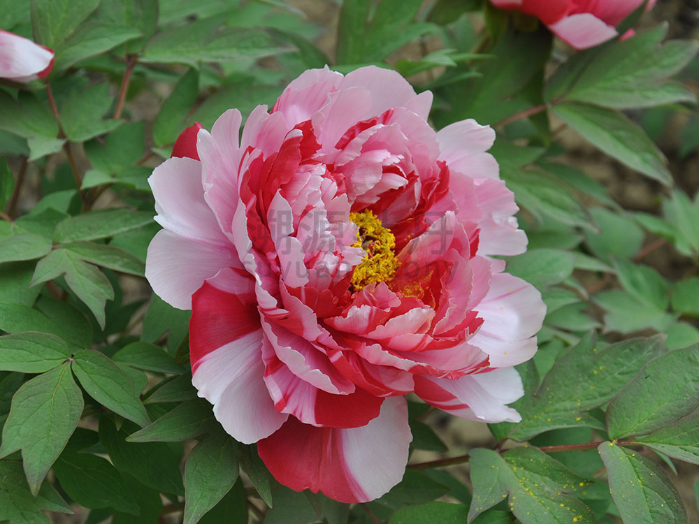 牡丹黑色系-島錦